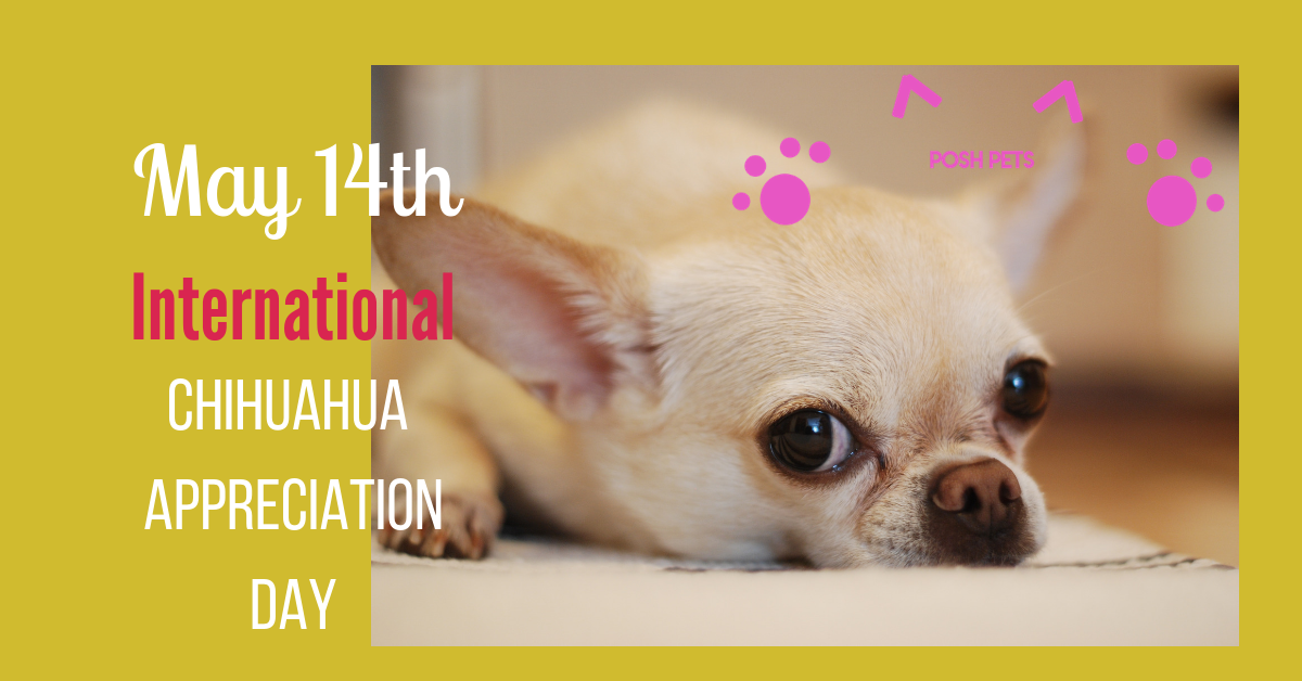 Happy International Chihuahua Appreciation Day